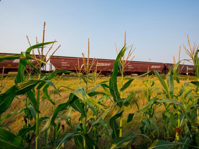 Train by Corn Field